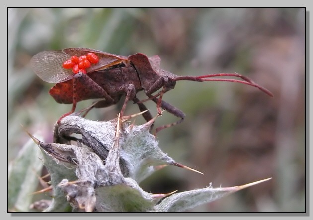 Coreus marginatus con parassiti?